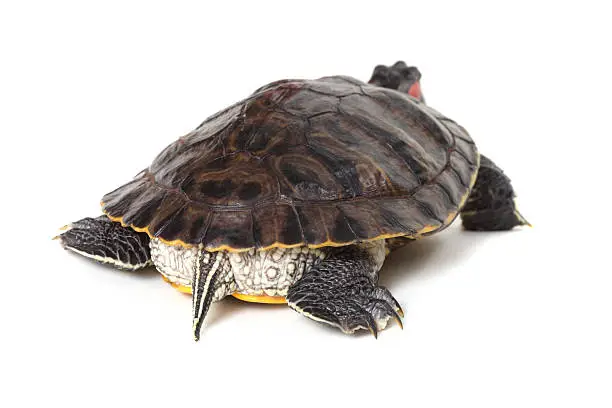 Photo of Turtle on a white background