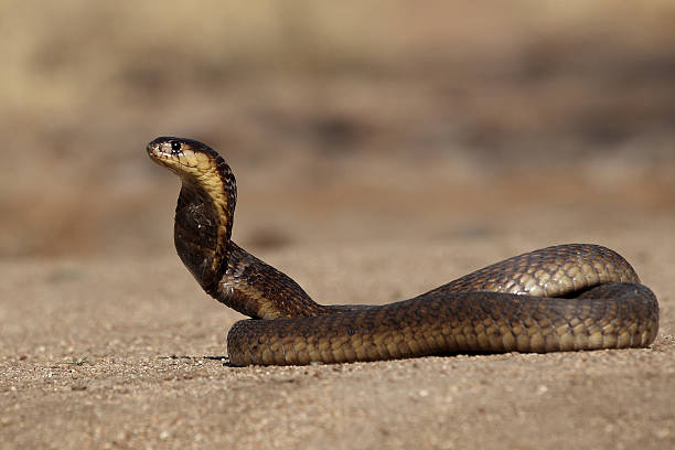 istock Snouted Cobra moving to the left 177259075