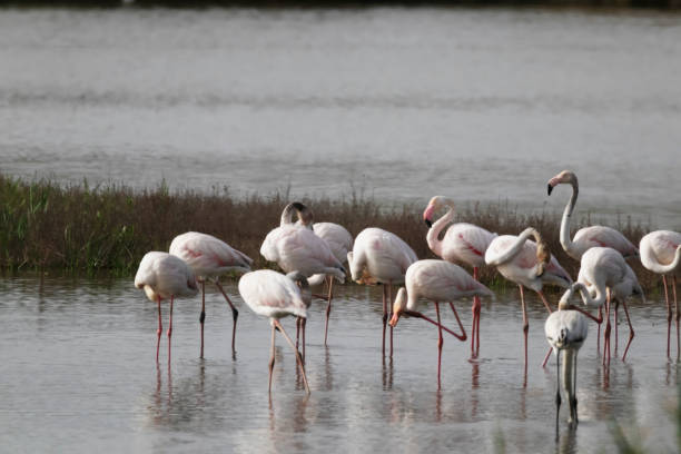 istock Flamingos in Portugal 1772591151