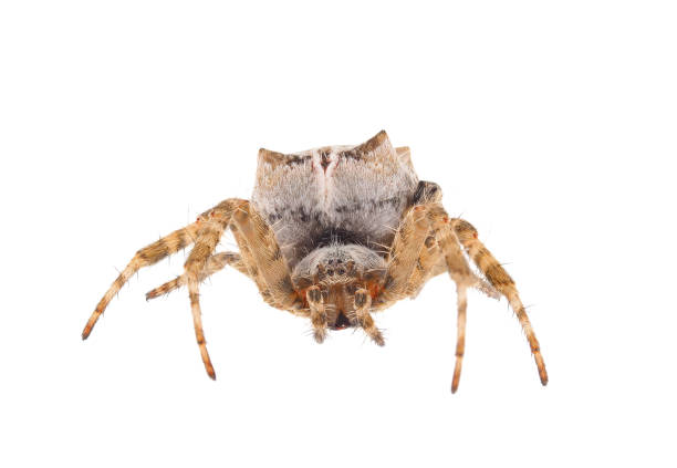 istock Brown tropical tent-web spider isolated on white background, Cyrtophora citricola 1772592967