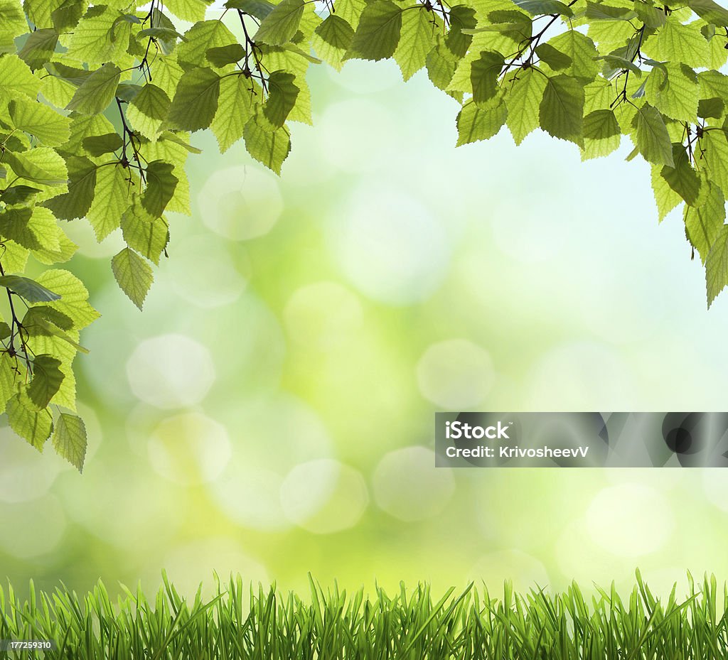 spring background natural green background with selective focus Abstract Stock Photo