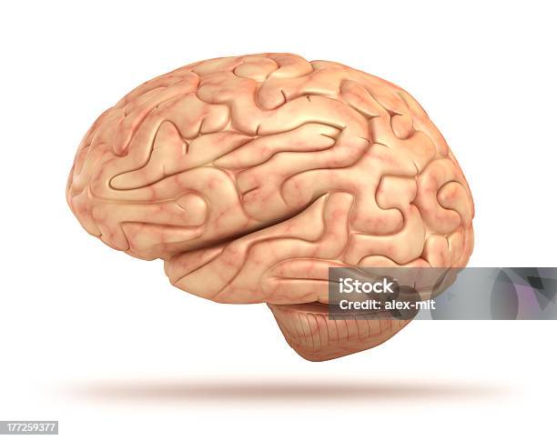 Мозг Человека 3dмодели — стоковые фотографии и другие картинки Анатомия - Анатомия, Биология, Варолиев мост