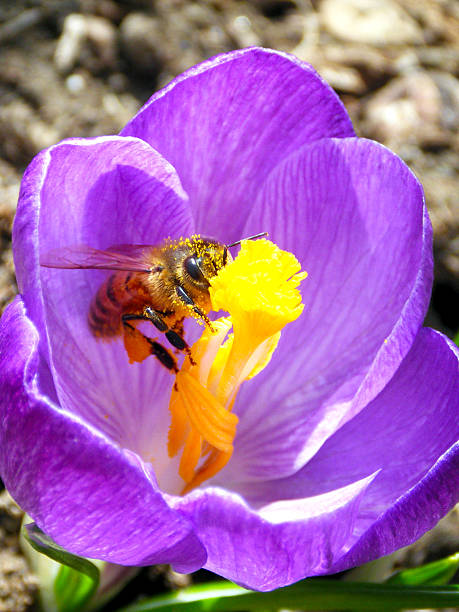 Bee on Crocus stock photo