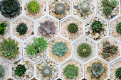 cactus variety