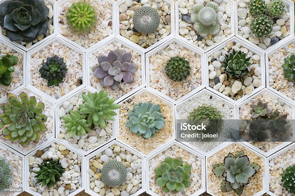 cactus variety Succulent Plant Stock Photo