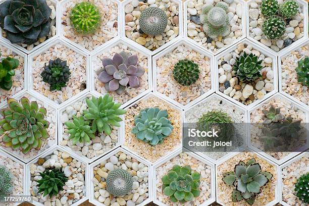 Cactus Variety Stock Photo - Download Image Now - Succulent Plant, Cactus, Plant