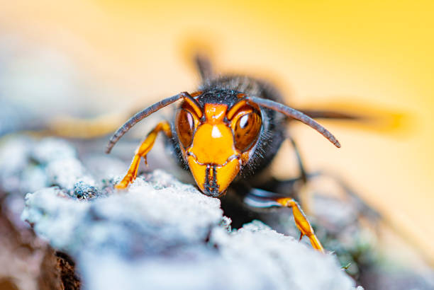 istock Asian hornet from Catalonian Garden - Berga 1772598418
