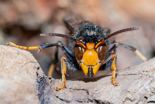 Asian hornet (Vespa velutina), also known as the yellow-legged hornet or Asian predatory wasp, is a species of hornet indigenous to Southeast Asia. It is of concern as an invasive species in European countries like France or Spain.