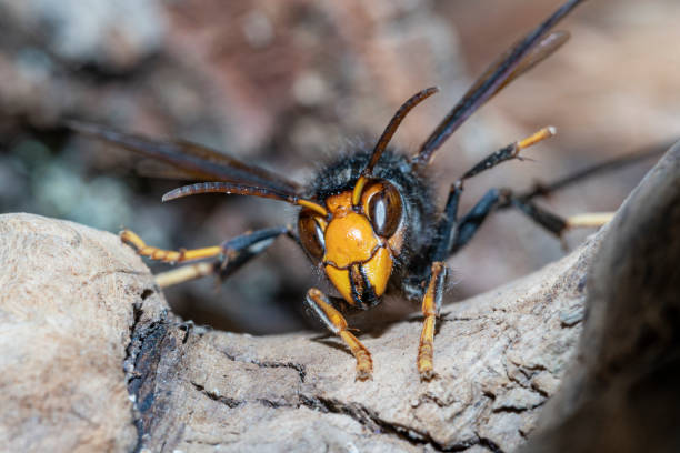 istock Asian hornet from Catalonian Garden - Berga 1772598428
