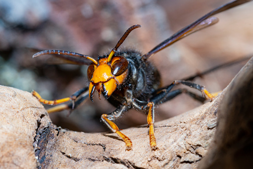 Macro Photography of Head of Wasp Isolated on Background
