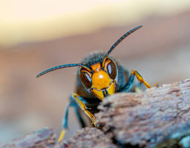istock Asian hornet from Catalonian Garden - Berga 1772598944