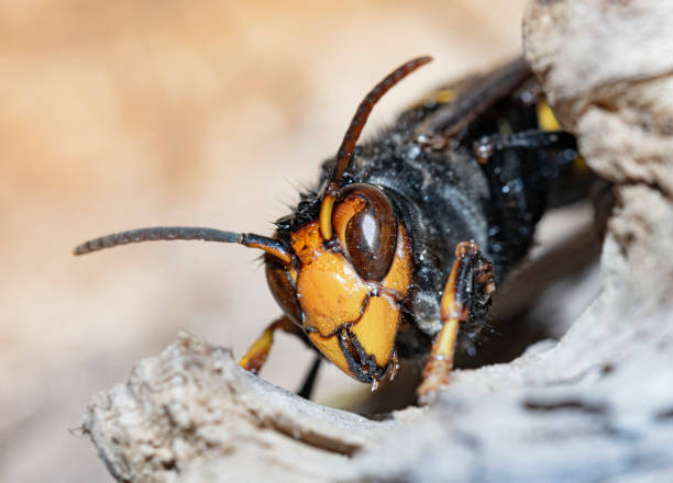 istock Asian hornet from Catalonian Garden - Berga 1772598965