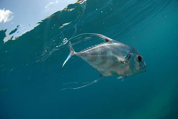 istock Beautiful African Pompano fish swimming in ocean 177260208