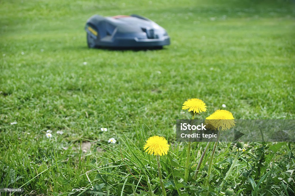 Robot lawn mower Robot lawn mower with dandelions in foreground Robot Stock Photo