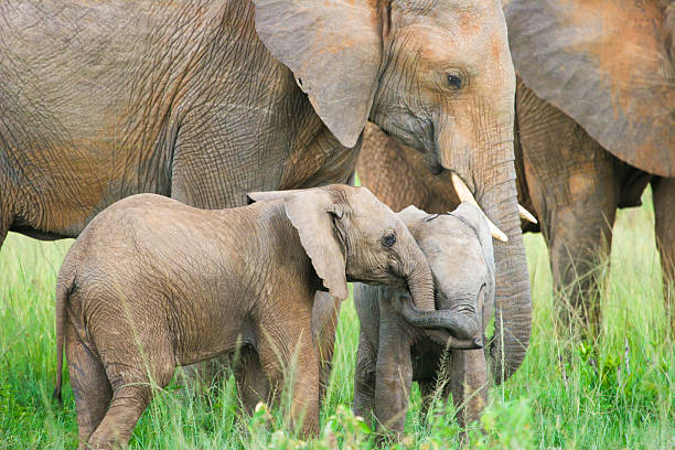 istock Two baby elephants playing, Masai Mara, Kenya 177260510