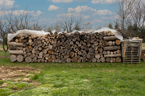 Yard with stacked firewood for the fireplace on green grass