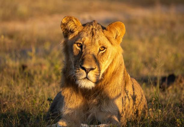 istock a lion laying down in the grass staring at the camera 1772605673