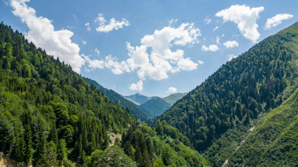 istock Mountain covered with forests. Aerial view forest. The mountain range is a natural protected area. Rize Kackar mountains in clear cloudy weather 1772605891