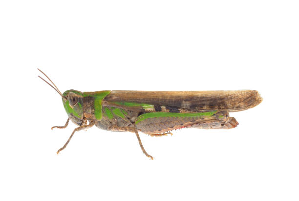 istock Slender green-winged grasshopper isolated on white background, Aiolopus thalassinus 1772606030