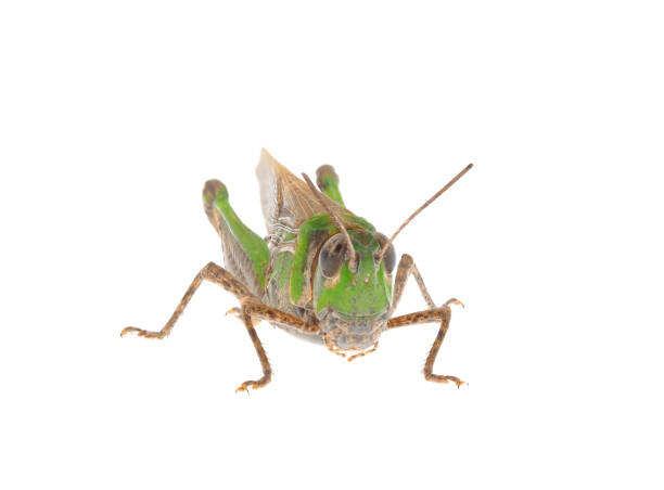 istock Slender green-winged grasshopper isolated on white background, Aiolopus thalassinus 1772606045