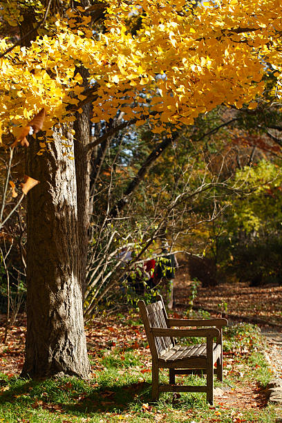 istock Wooden Bench in the park 177260940