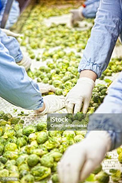 Photo libre de droit de Récoltés Choux De Bruxelles Sur Convoyeur banque d'images et plus d'images libres de droit de Agriculture - Agriculture, Usine agro-alimentaire, Activité