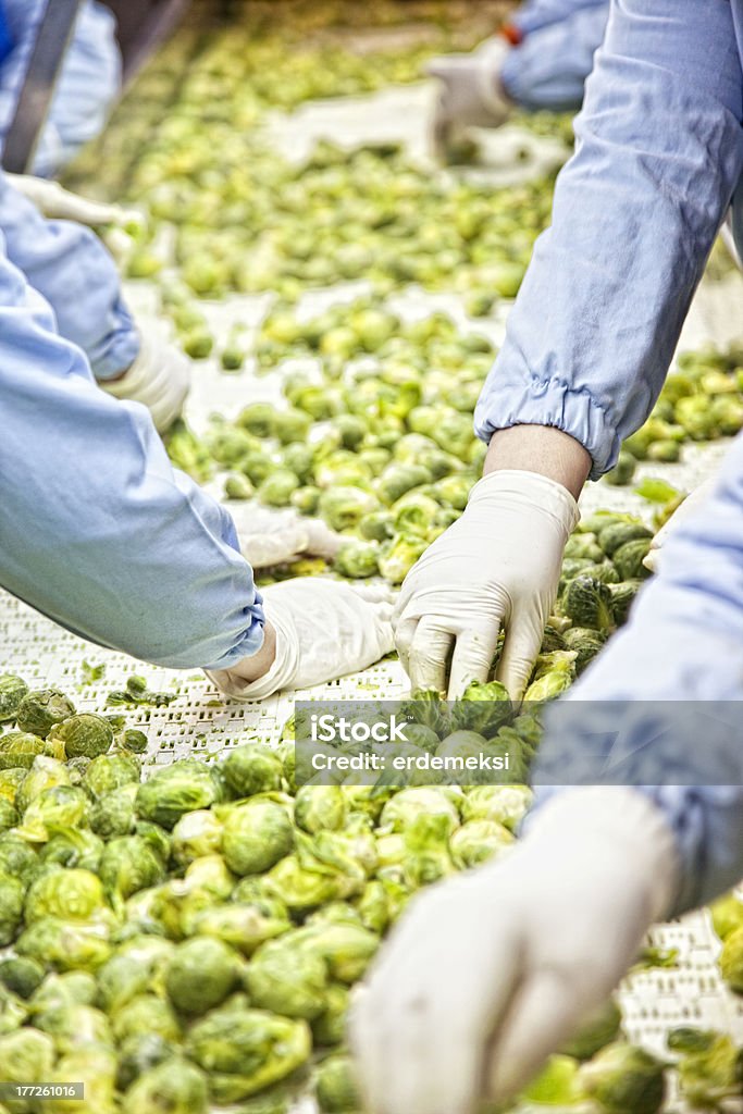 Colhido couve-de-bruxelas, na esteira - Foto de stock de Agricultura royalty-free