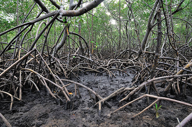 Brazilian mangrove forest Mangrove forest of north-eastern Brazil mangrove tree photos stock pictures, royalty-free photos & images