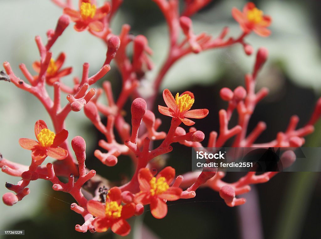 Ginsengue Flores - Royalty-free Beleza Foto de stock