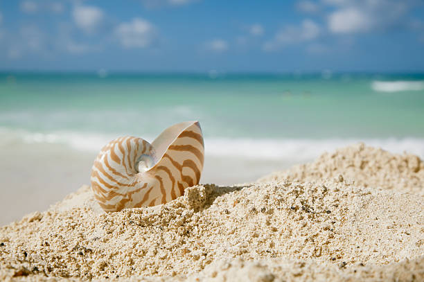 istock nautilus shell on beach  and blue tropical sea 177261306