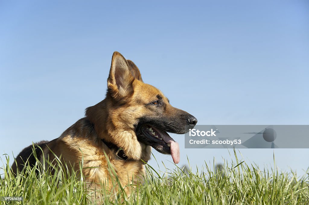 German Shepherd Four year old male German shepherd relaxing on a spring day. Animal Stock Photo