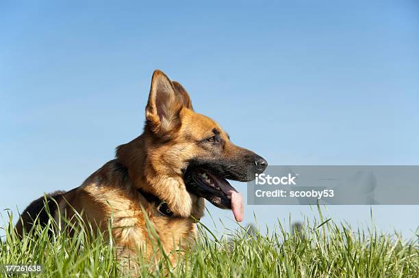German Shepherd Stock Photo - Download Image Now - Animal, Canine - Animal, Dog