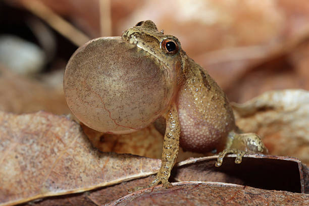 Male Spring Peeper Calling For a Mate "Male Spring Peeper Male Spring Peeper (Pseudacris crucifer) with Vocal Sac Inflated  Calling for a Mate - Ontario, Canada" animal call stock pictures, royalty-free photos & images