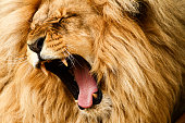 Close-up shot of a golden haired lion roaring loudly