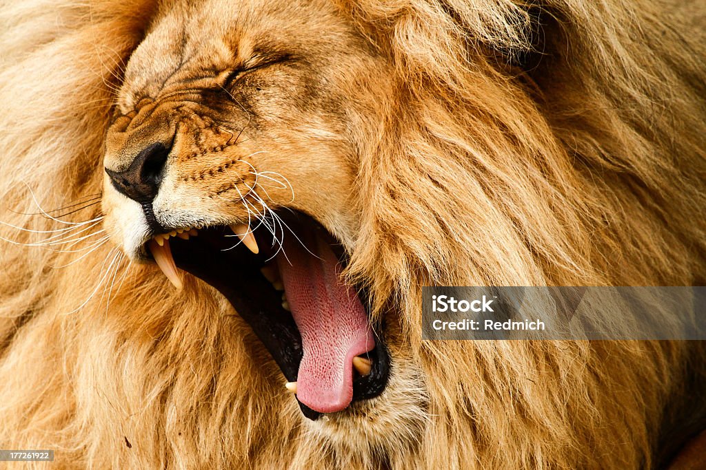 Close-up shot of a golden haired lion roaring loudly Yawing lion (Leon) photographed at zoo !stA- nad Labem (Czech republic)  See my other big cats Lion - Feline Stock Photo