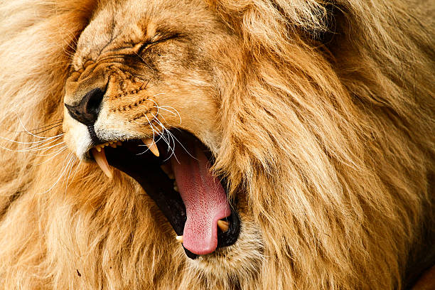Close-up shot of a golden haired lion roaring loudly Yawing lion (Leon) photographed at zoo !stA- nad Labem (Czech republic)  See my other big cats roaring photos stock pictures, royalty-free photos & images