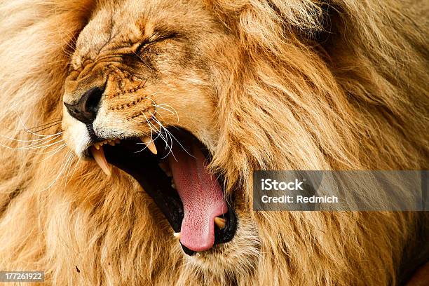 Closeup Shot Of A Golden Haired Lion Roaring Loudly Stock Photo - Download Image Now