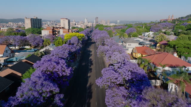 Aerial. Flying over beautiful flowering Jakaranda trees towards Pretoria central business disrict, South Africa