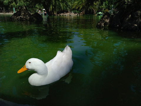 Detail of white duck in a lake with green algae water.