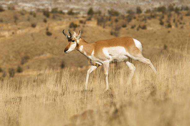 Pronghorn Antelope buck Montana stock photo
