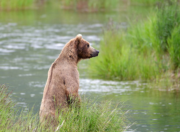 istock Alaskan Brown bear on hind legs 177262857