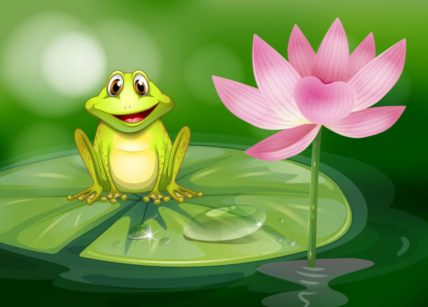 illustrations, cliparts, dessins animés et icônes de grenouille à côté de la fleur rose à l'étang - pond water lily water drop