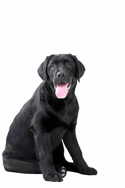 Black Labrador retriever stock photo