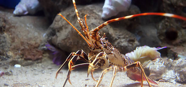 istock Colourful Tropical Rock lobster under water 177263639