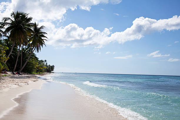 istock Saona island beach palm 2 177263829