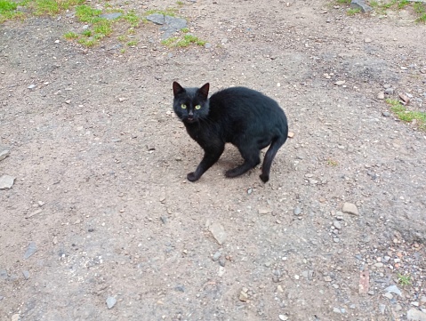 A black cat in a protective pose on a dirt road during the day. A beautiful black animal.