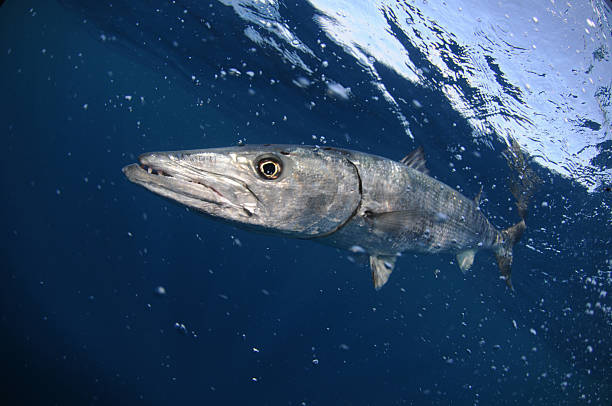 istock Barracuda fish swimming in blue ocean water 177264195
