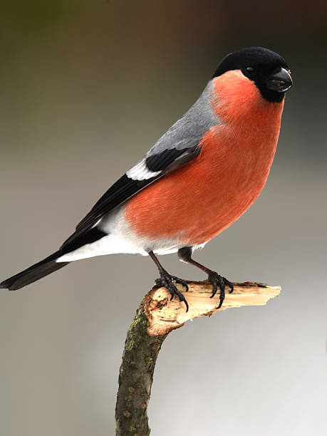 istock Bullfinch portrait 177264539
