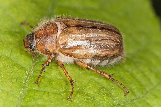 Photo of Summer chafer (Amphimallon solstitiale)