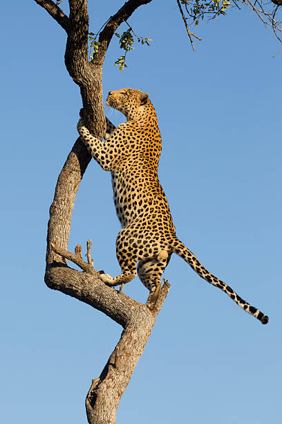 istock African Leopard climbing, South Africa 177264848